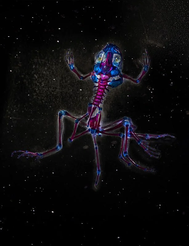 DFB 44: Pandora. 2013. Unique Iris print on Arches watercolor paper. Cleared and stained Pacific tree frog collected in Aptos, California in scientific collaboration with Stanley K. Sessions. 46 x 34 in.