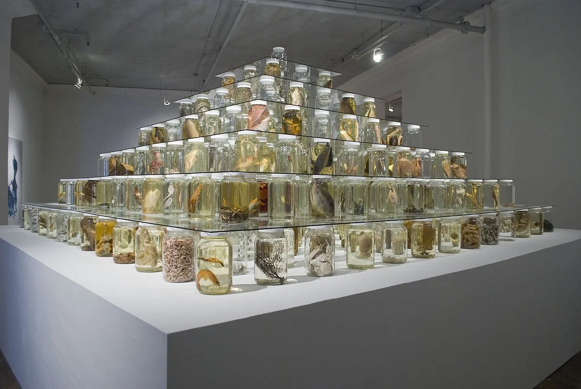 Collapse. Installed at Ronald Feldman Fine Arts, New York, NY, 2012. Mixed-media installation including 26,162 preserved specimens representing 370 species. Glass, Preffer and Carosafe preservative solutions. 12 x 15 x 15 feet. In collaboration with 