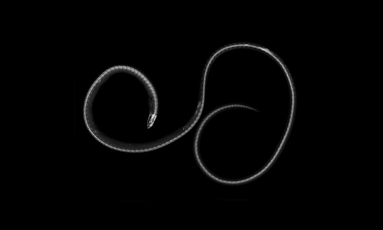MIA String Eel. Unique Gicleé print of radiograph of United States National Museum of Natural History (NMNH) at the Smithsonian specimen 263571 Gordiichthys leiby. Species last reported in 2004.