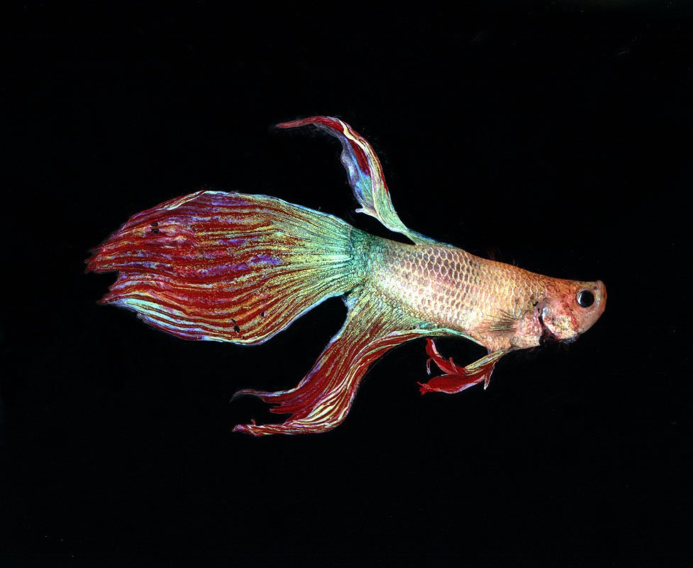Extra Long-finned Siamese Fighting fish. Tropical Island Petstore, Flushing, NY, USA. 2003. Exhibited at The International Center for Photography, New York, NY, USA, 2003. In scientific collaboration with in collaboration with Hong Suk Michael Oh and