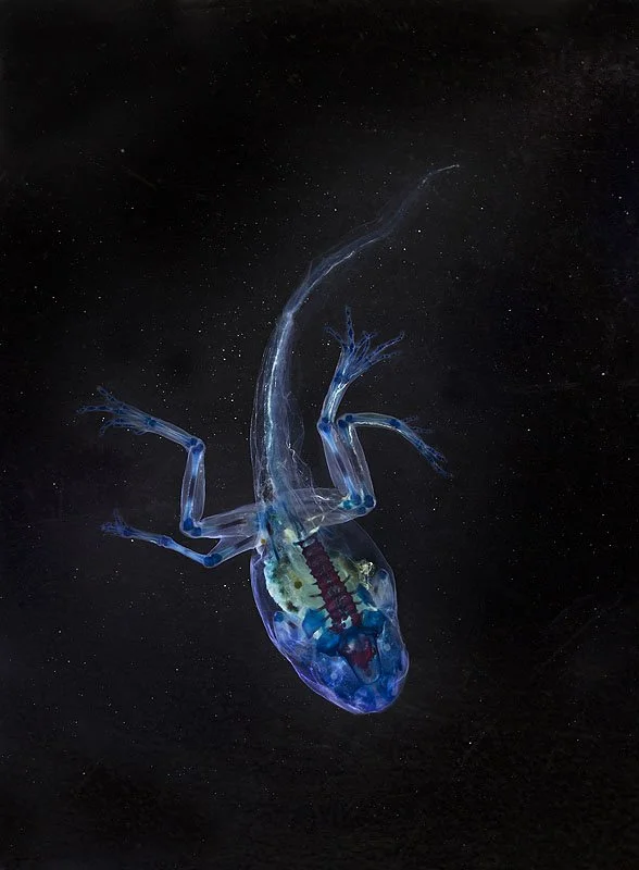 DFA 175: Ikaros. 2013. Unique Iris print on Arches watercolor paper. Cleared and stained Pacific tree frog collected in Aptos, California in scientific collaboration with Stanley K. Sessions. 46 x 34 in.