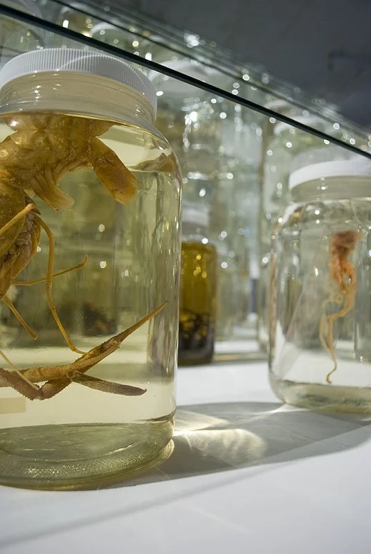 Collapse (Detail). Installed at Ronald Feldman Fine Arts, New York, NY, 2012. Mixed-media installation including 26,162 preserved specimens representing 370 species. Glass, Preffer and Carosafe preservative solutions. 12 x 15 x 15 feet. In collaborat