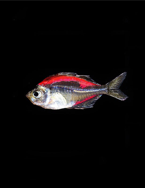 Painted Glow in the Dark Pink tetra or Glassfish. Injected with Phosphorescent Dye. Tropical Island Petstore, Flushing, NY, USA. 2003. Exhibited at The International Center for Photography, New York, NY, USA, 2003. In scientific collaboration with in
