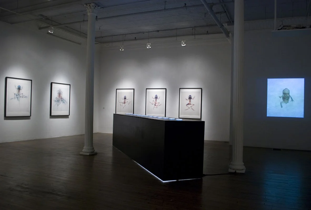 Styx: Variation X. 2012. Ronald Feldman Fine Arts, New York, NY, USA. Mixed media installation with 13 cleared and stained Pacific treefrogs on sculptural light-box. In scientific collaboration with Stanley K. Sessions. Photo by Varvara Mikushkina.