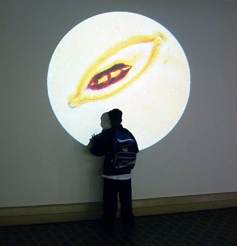 Plankton Diary. 2002-2003. Projection, Artists Proof from an edition of 100 DVDs.