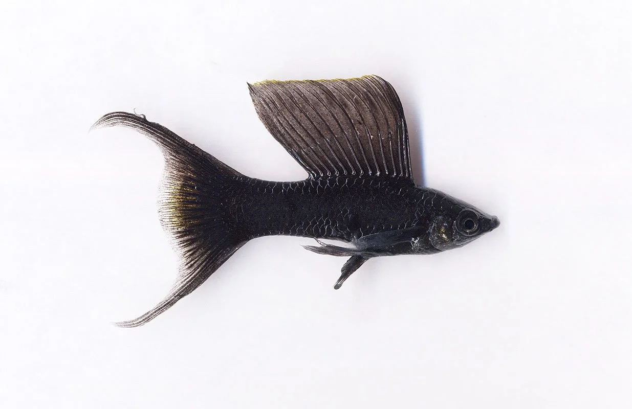 Black Sailfin molly with Lyre-tail. Tropical Island Petstore, Flushing, New York. 2002. Exhibited at The International Center for Photography, New York, NY, USA, 2003. In scientific collaboration with in collaboration with Hong Suk Michael Oh and Pet