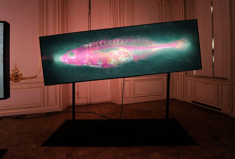 Overview. 2012/2013. Duratrans prints on double sided light-boxes. 1 meter by 3 meters each. Photo by Laurence Godart