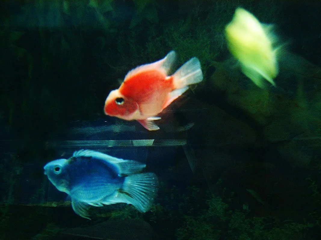 Parrot fish. Injected with Coloured Dye. Tropical Island Petstore, Flushing, New York. 2003. Exhibited at The International Center for Photography, New York, NY, USA, 2003. In scientific collaboration with in collaboration with Hong Suk Michael Oh an