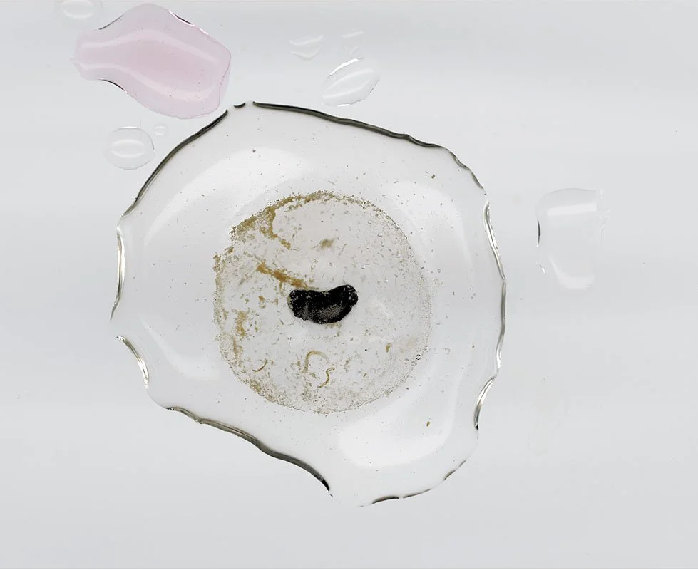 Wood Frog Egg, Rana Sylvatica at 40 Hours. 2000/01. Iris prints on Arches watercolor paper. Edition size of 3 plus one artist\'s proof and one printer\'s proof. 34 x 46 inches.