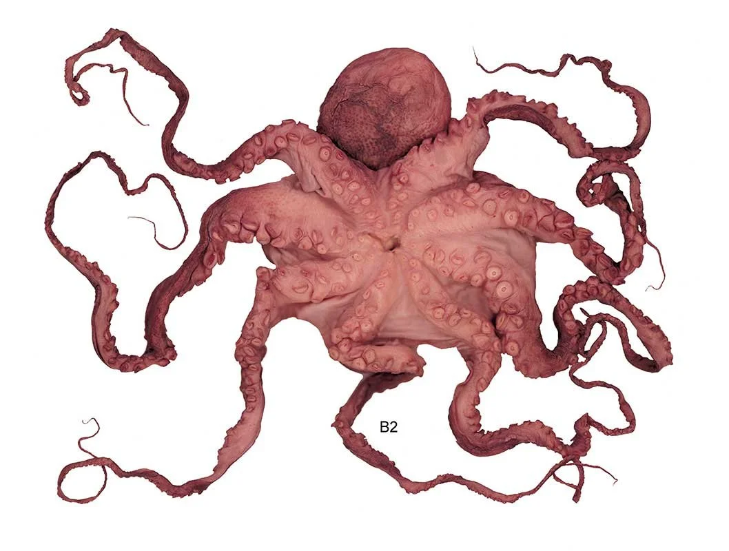 Atlantic Shore Octopus. Queens Museum of Art, Queens, NY, 2001.