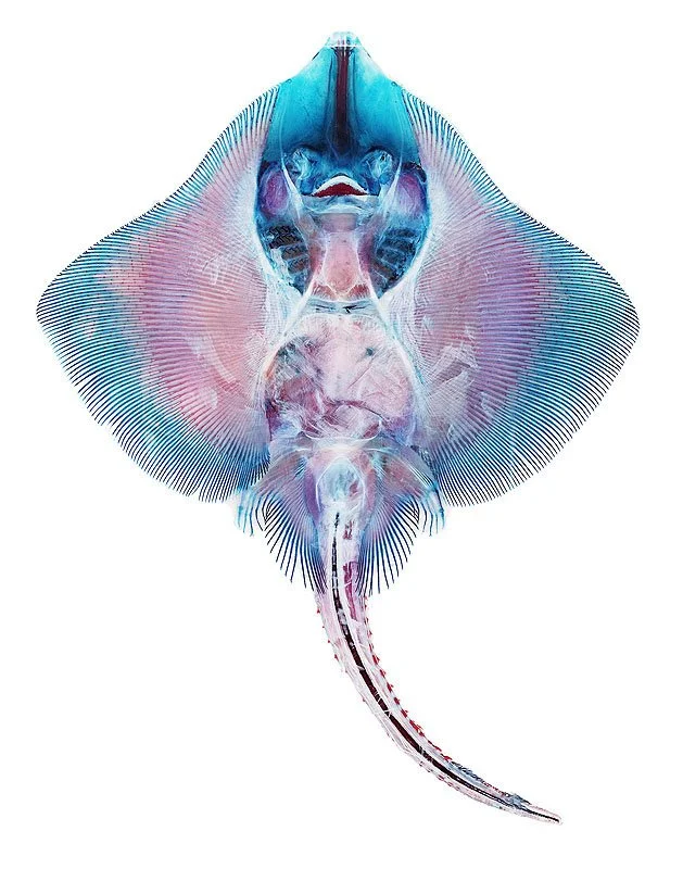 Cleared and Stained Clearnose skate, Raja eglanteria. 2002-2003. Unique digital C-print mounted on plexiglas. In scientific collaboration with Stanley K. Sessions. 60 x 48 in.