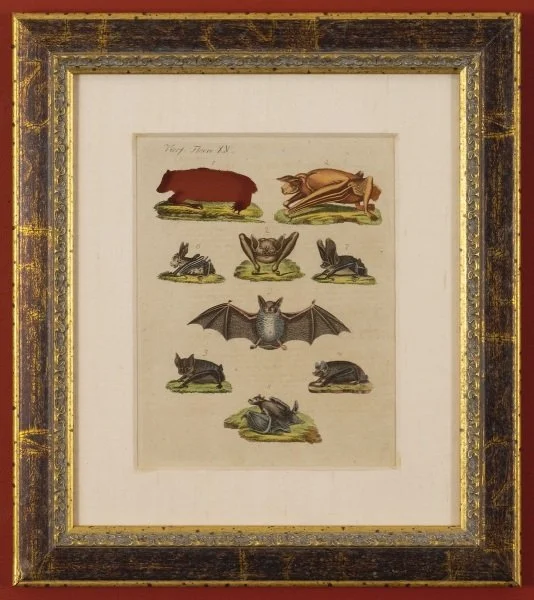RIP Small Mauritian Flying Fox: After Friedrich Justin Johann Bertuch, 1801/2016, Artist cut and burnt hand colored copper engraving, ashes, and etched funerary urn, 16 3/8 x 14 1/2 x 7/8 inches