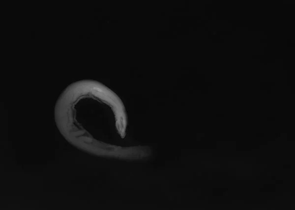 MIA Unnamed Deepwater Hagfish. 2018. 23.25 by 32.5 inches. Unique Gicleé print of radiograph of United States National Museum of Natural History (NMNH) at the Smithsonian specimen USNM 218399 Unnamed Deep Water Hagfish, Eptatretus minor. *Species las