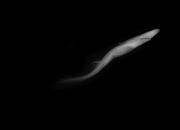 MIA Fringefin Lanternshark. 2018. 18.75 by 26 inches. Unique Gicleé print of radiograph of United States National Museum of Natural History (NMNH) at the Smithsonian specimen USNM 220379 Fringefin Lanternshark, Etmopterus schultzi. *Species last repo