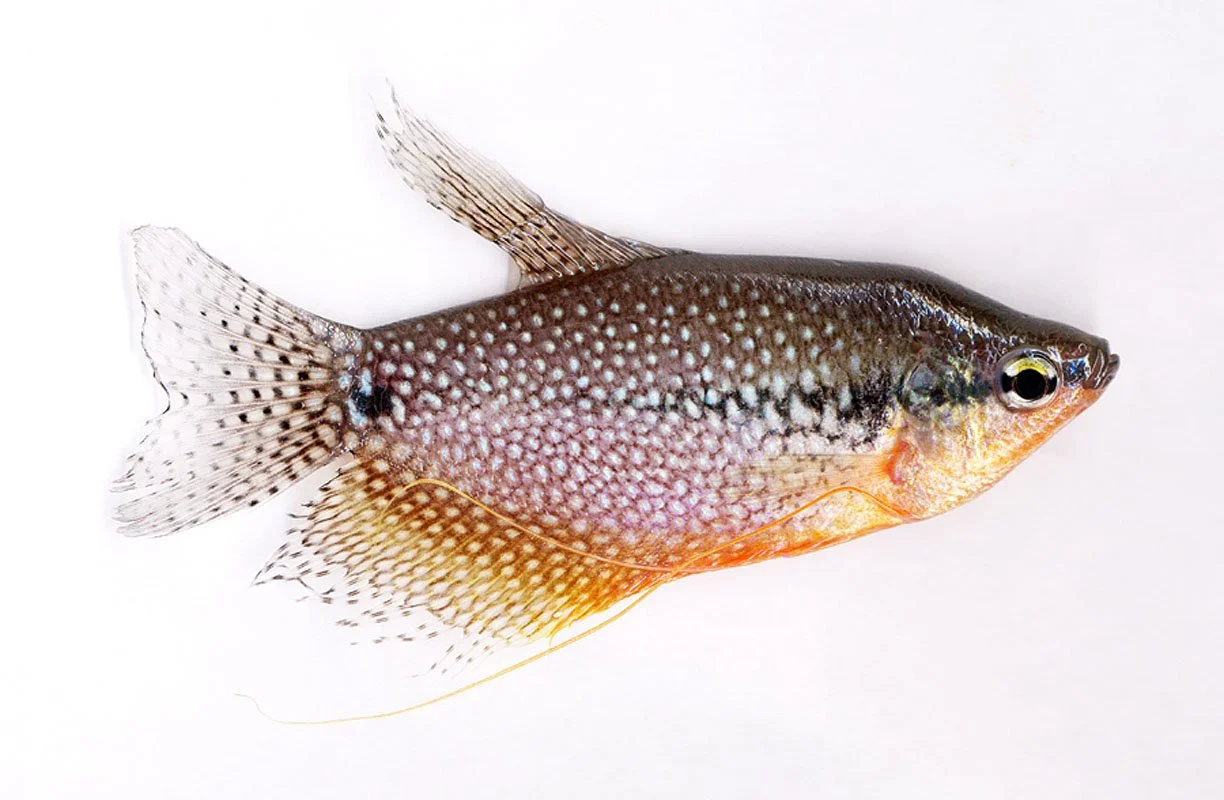 Pearl or Mosaic gourami. Tropical Island Petstore, Flushing, NY, USA. 2002. Exhibited at The International Center for Photography, New York, NY, USA, 2003. In scientific collaboration with in collaboration with Hong Suk Michael Oh and Peter Warny.