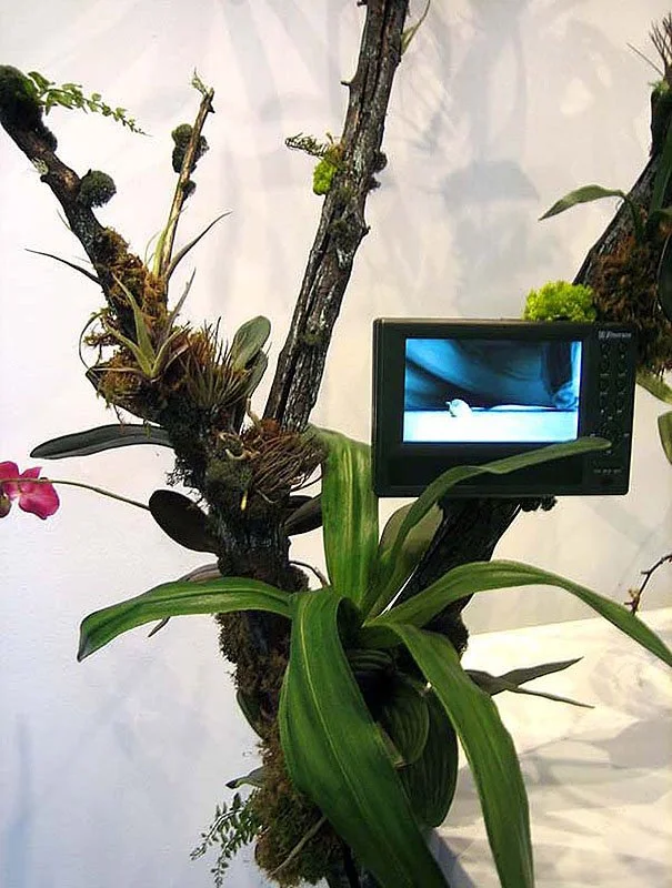 Tropical Dry Forest Displacement. 2006/2007. Mixed Media Sculpture with video by Valerie Druguet and David Rosane