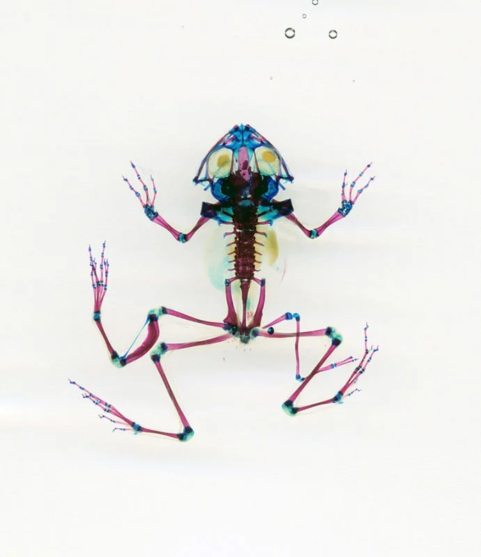 DFB 18.21: Médéa. 2003/07. Unique digital-C print on watercolor paper. Cleared and stained Pacific tree frog collected in Aptos, California in scientific collaboration with Stanley K. Sessions. Title by the poet KuyDelair. 46 x 34 in.
