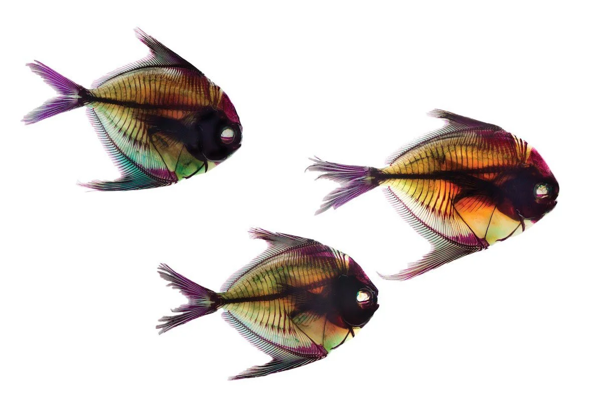 RIP Florida Pompano. 2014. Giclée print on handmade Japanese rice paper in an edition of 13. 18 by 24 inches each.