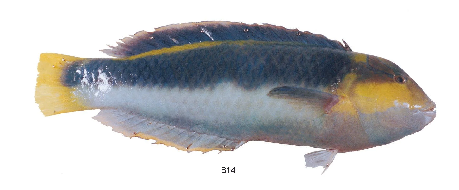 Wrasse species. Queens Museum of Art, Queens, NY, 2001.