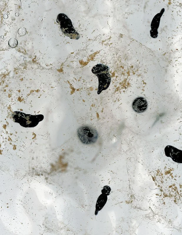 Wood Frog Eggs, Rana Sylvatica at 36 Hours (hatching). 2000/01. Iris prints on Arches watercolor paper. Edition size of 3 plus one artist\'s proof and one printer\'s proof. 46 x 34 inches.
