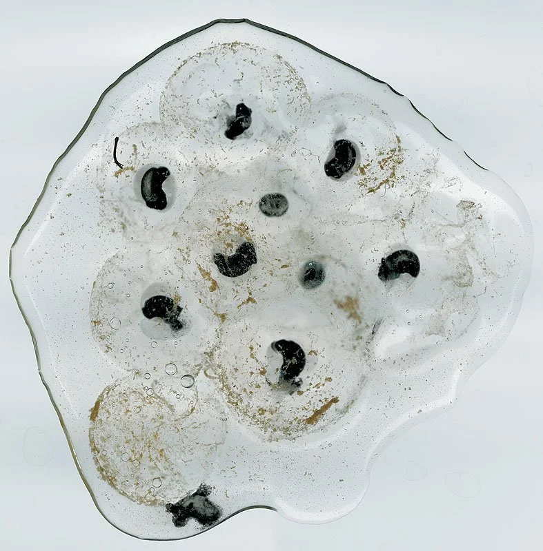 Wood Frog Eggs, Rana Sylvatica at 40 Hours (hatching). 2000/01. Iris prints on Arches watercolor paper. Edition size of 3 plus one artist\'s proof and one printer\'s proof. 46 x 34 inches.