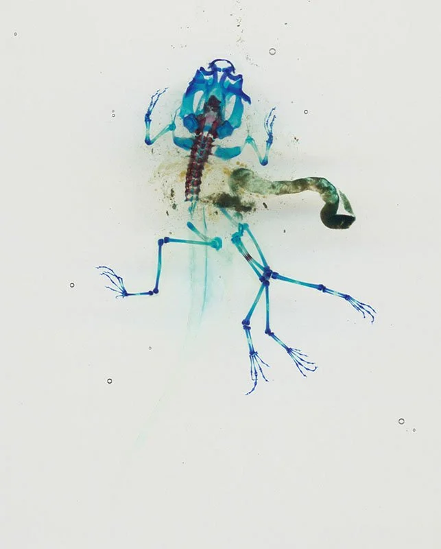DFA 25: Promethéus. 2003/07. Unique digital-C print on watercolor paper. Cleared and stained Pacific tree frog collected in Aptos, California in scientific collaboration with Stanley K. Sessions. Title by the poet KuyDelair. 46 x 34 in.