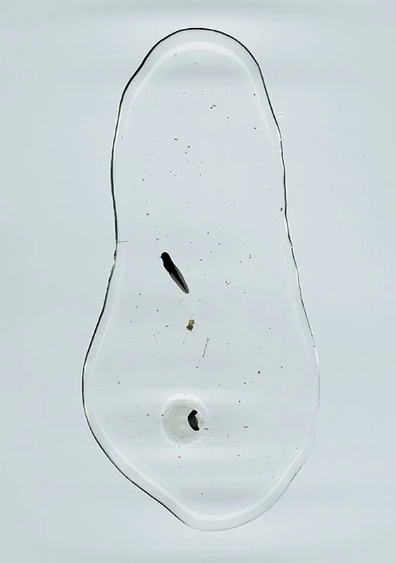 Wood Frog Tadpole and Spotted Salamander Egg. 2000/01. Iris prints on Arches watercolor paper. Edition size of 3 plus one artist\'s proof and one printer\'s proof. 46 x 34 inches.
