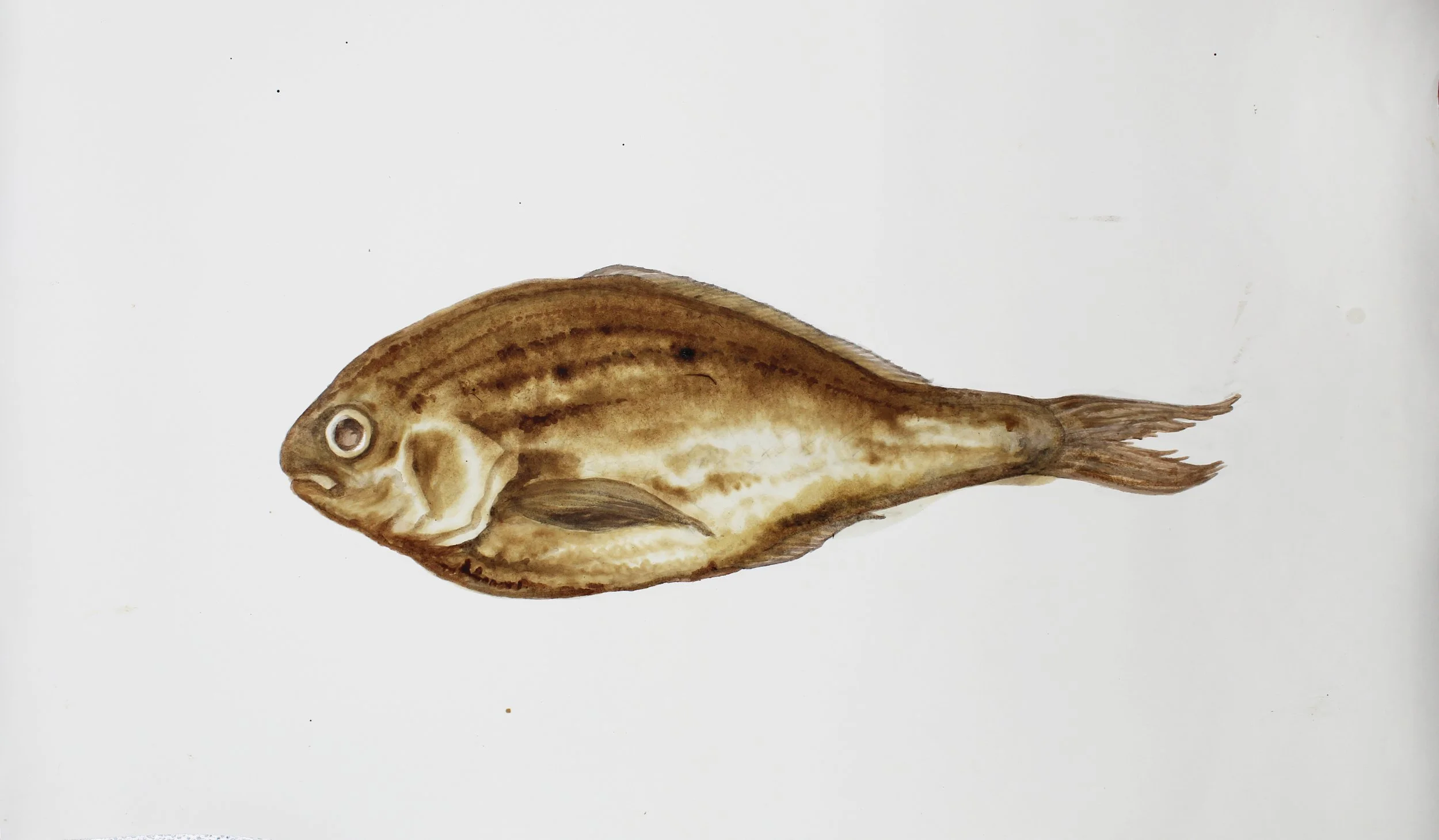 MIA Black Driftfish. 2020. 21.25 by 34.25 inches. Mixed media with Deepwater Horizon source crude oil, Taylor/ MC20 source crude, contaminated marshland sediment with oil, anaerobic bacteria and iron oxide, and COREXIT 9500A (dispersant) on Arches ho