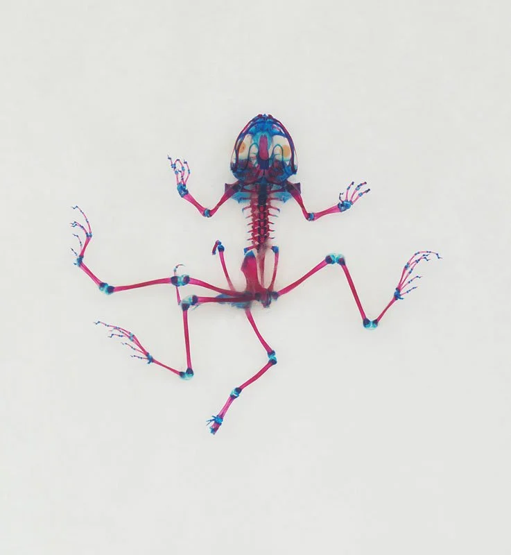 DFB 45: Arès. 2008. Unique digital-C print on watercolor paper. Cleared and stained Pacific tree frog collected in Aptos, California in scientific collaboration with Stanley K. Sessions. Title by the poet KuyDelair. 46 x 34 in.