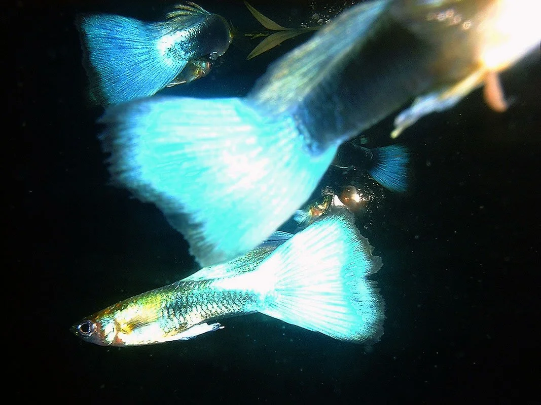 Neon-Blue Cobra guppies. Fish World, Oldham, England. 2002. Exhibited at The International Center for Photography, New York, NY, USA, 2003. In scientific collaboration with in collaboration with Hong Suk Michael Oh and Peter Warny.