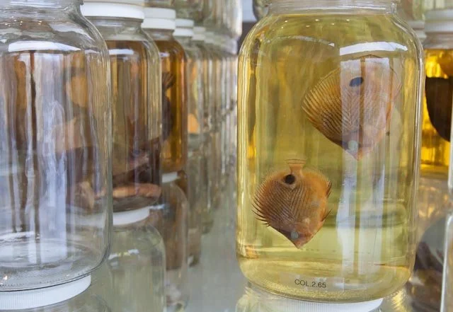 Collapse (Detail). Installed at Herbert F. Johnson Museum of Art, Cornell University, Ithaca, NY, 2014. Mixed-media installation including 26,162 preserved specimens representing 370 species. Glass, Preffer and Carosafe preservative solutions. 12 x 1