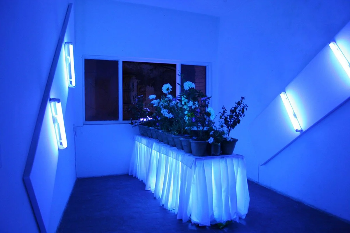 Love Motel for Insects: Khirki Experiment + Meet the Neighbors. KHOJ International Artist’s Association studios, Delhi, India. Spring 2011. Indoor installation and Eco-Actions (public field-trips) with: Black Ultra-violet lights, wood, fabric, native