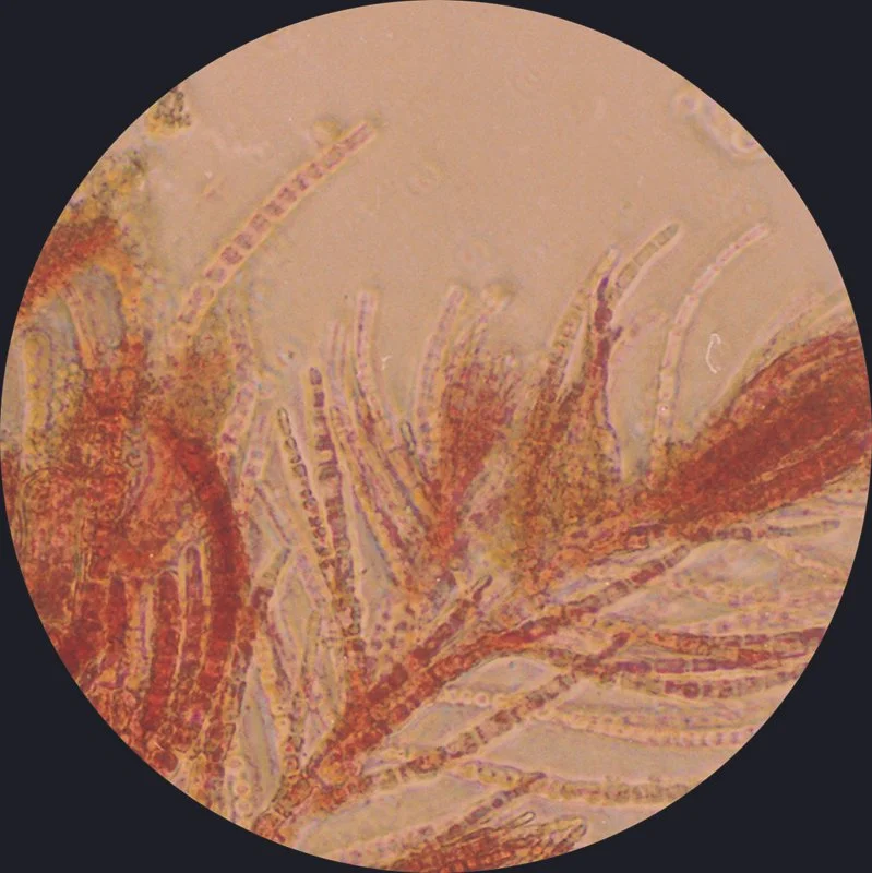 brandon_ballengee_red_bloom_6.jpg