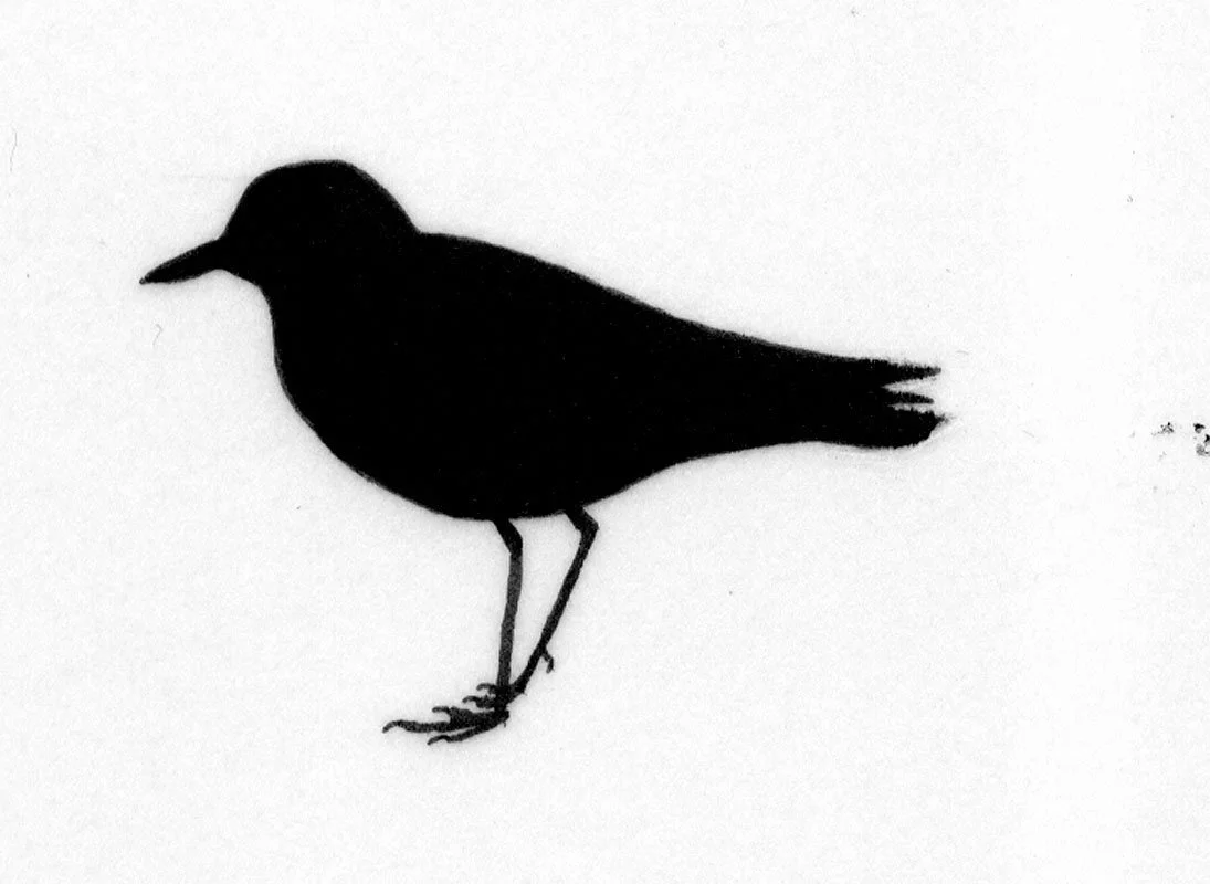 A Field-Guide to the Birds of Jamaica Bay - Wilson\'s Plover. 2002-2004, 326 ink drawings on recycled plastic, wood, recycled plastic trays.