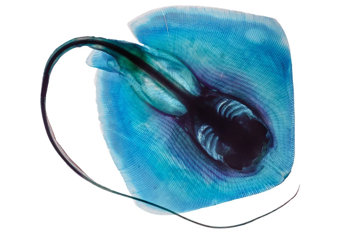 RIP Bluntnose Stingray. 2014. Giclée print on handmade Japanese rice paper in an edition of 13. 18 by 24 inches each.