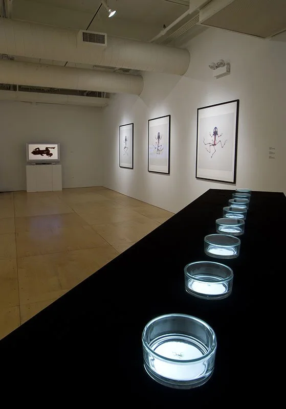 Styx: Variation II. 2008. Gallery 400, University of Illinois at Chicago, Chicago, Illinois, USA. Mixed media installation with 9 cleared and stained Pacific treefrogs on sculptural light-box. In scientific collaboration with Stanley K. Sessions. Pho