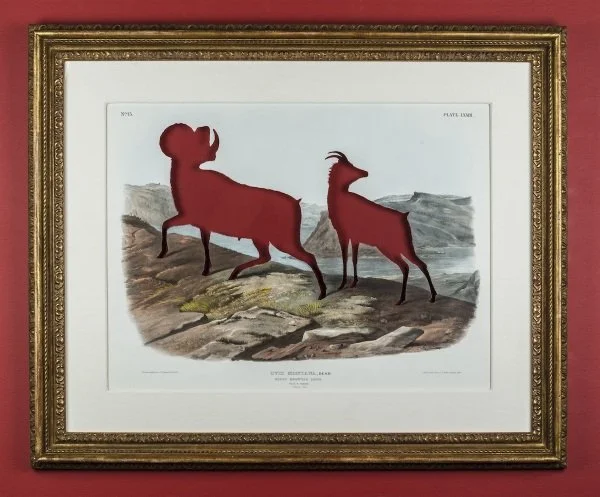 RIP Audubon's Bighorn Sheep: After John James Audubon, 1845/2016, artist cut and burnt hand-colored stone lithograph, etched glass funerary urn and ashes, 29 7/8 x 36 1/8 x 1 5/8 inches