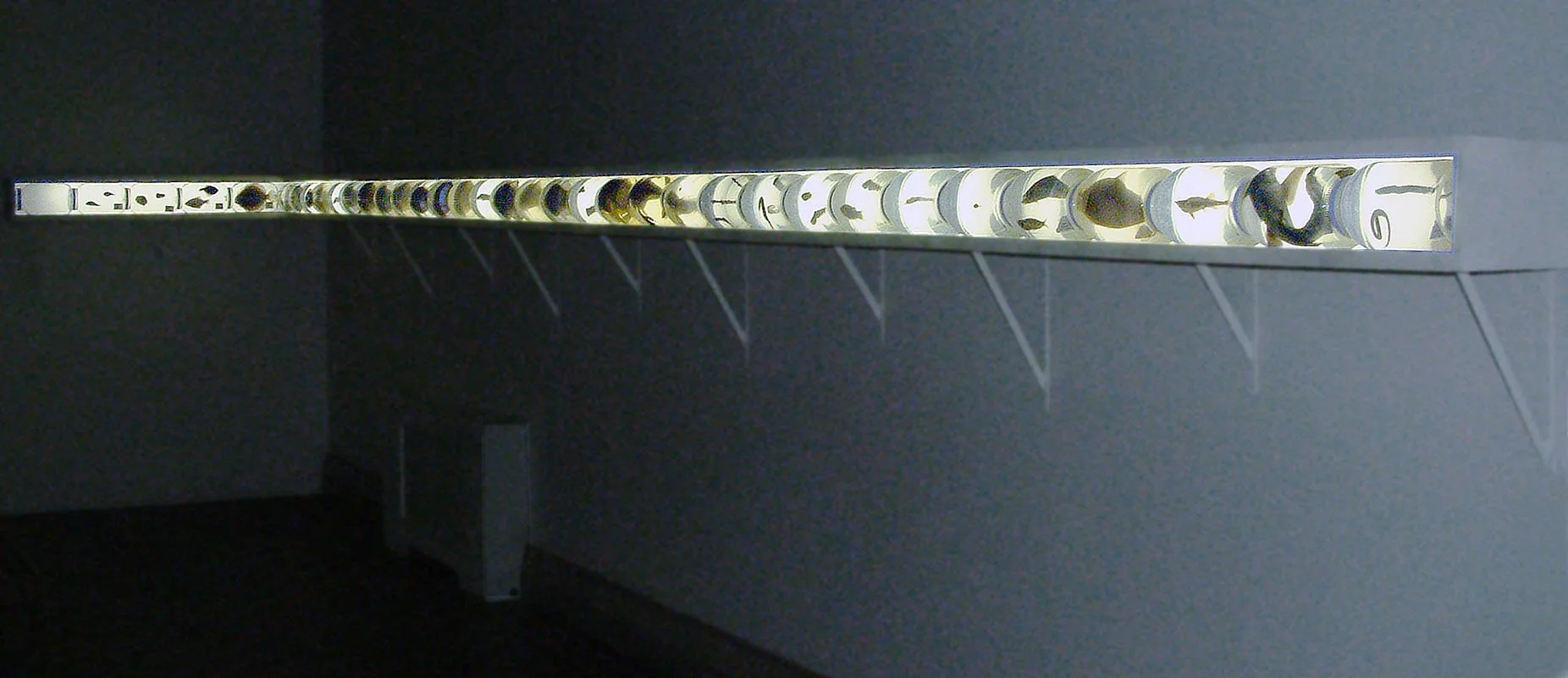 An Illustrated Key to the Fishes of Jamaica Bay ca. 1974- 2024 AD. 2002-2004. Preserved fish specimens, labels, glass.