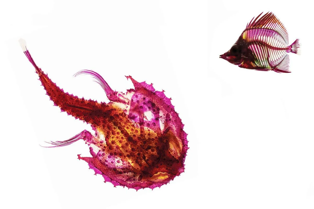 RIP Batfish and Butterflyfish. 2014. Giclée print on handmade Japanese rice paper in an edition of 13. 18 by 24 inches each.