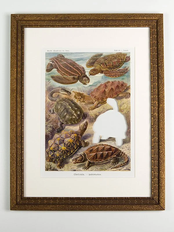 brandon_ballengee_frameworks_rip_charles_island_tortoise_after_ernst_haeckel.jpg