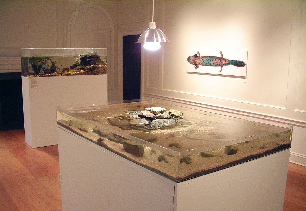 Room # 1 with Freshwater and Brackish Water Aquariums, Hudson River pollution maps and digital C-prints mounted on Plexiglas. Room size approximately 27 x 17 x 10 feet.
Room # 1 with Freshwater and Brackish Water Aquariums, Hudson River pollution map