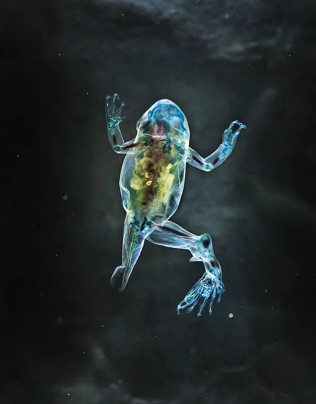 DFA 136: Procrustes. 2013. Unique Iris print on Arches watercolor paper. Cleared and stained Pacific tree frog collected in Aptos, California in scientific collaboration with Stanley K. Sessions. 46 x 34 in.