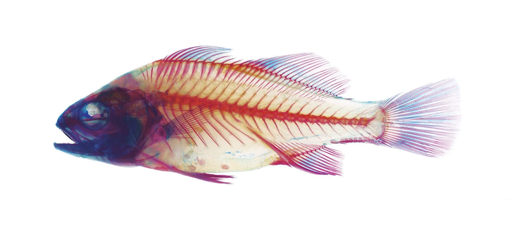 School of Fish - Perch. 2002-2004. Duratrans transparency, plexiglass