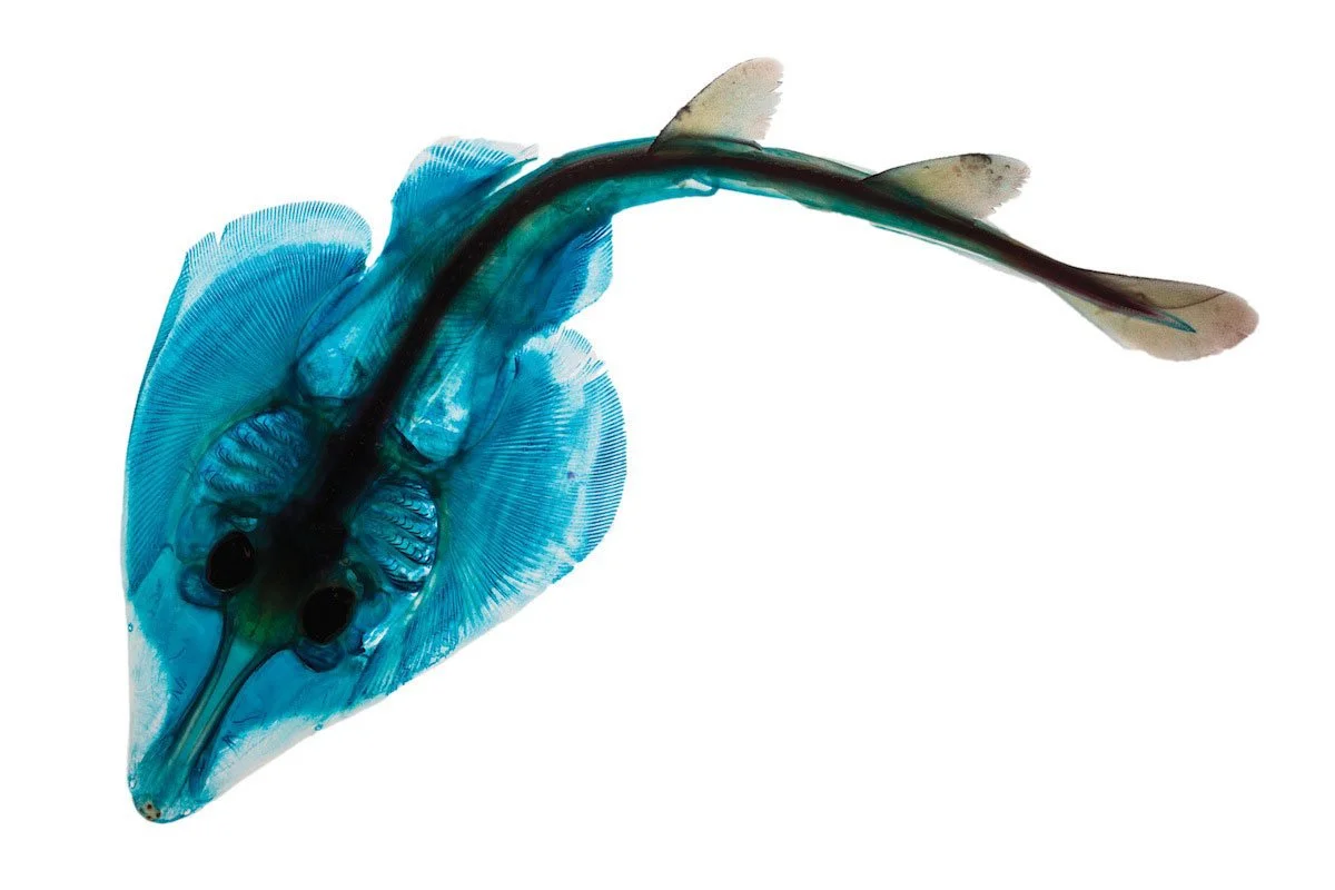 RIP Atlantic Guitarfish. 2014. Giclée print on handmade Japanese rice paper in an edition of 13. 18 by 24 inches each.