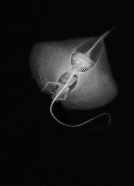 MIA Leaf-nose Leg Skate. 2018. 22.5 by 30 inches. Unique Gicleé print of Radiograph of United States National Museum of Natural History (NMNH) at the Smithsonian specimen USNM 158971 Anacanthobatis folirostris. *Species last reported in 2004.