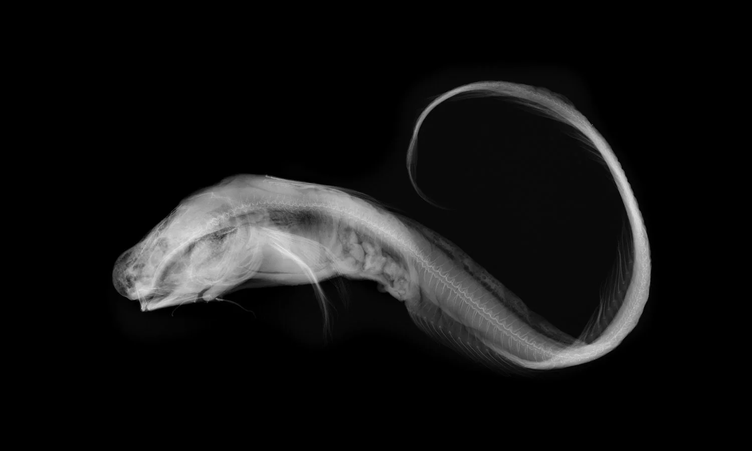 MIA Jellynose. Unique Gicleé print of radiograph of United States National Museum of Natural History (NMNH) at the Smithsonianspecimen 157861 Ijimaia antillarum. Species last reported 2004.