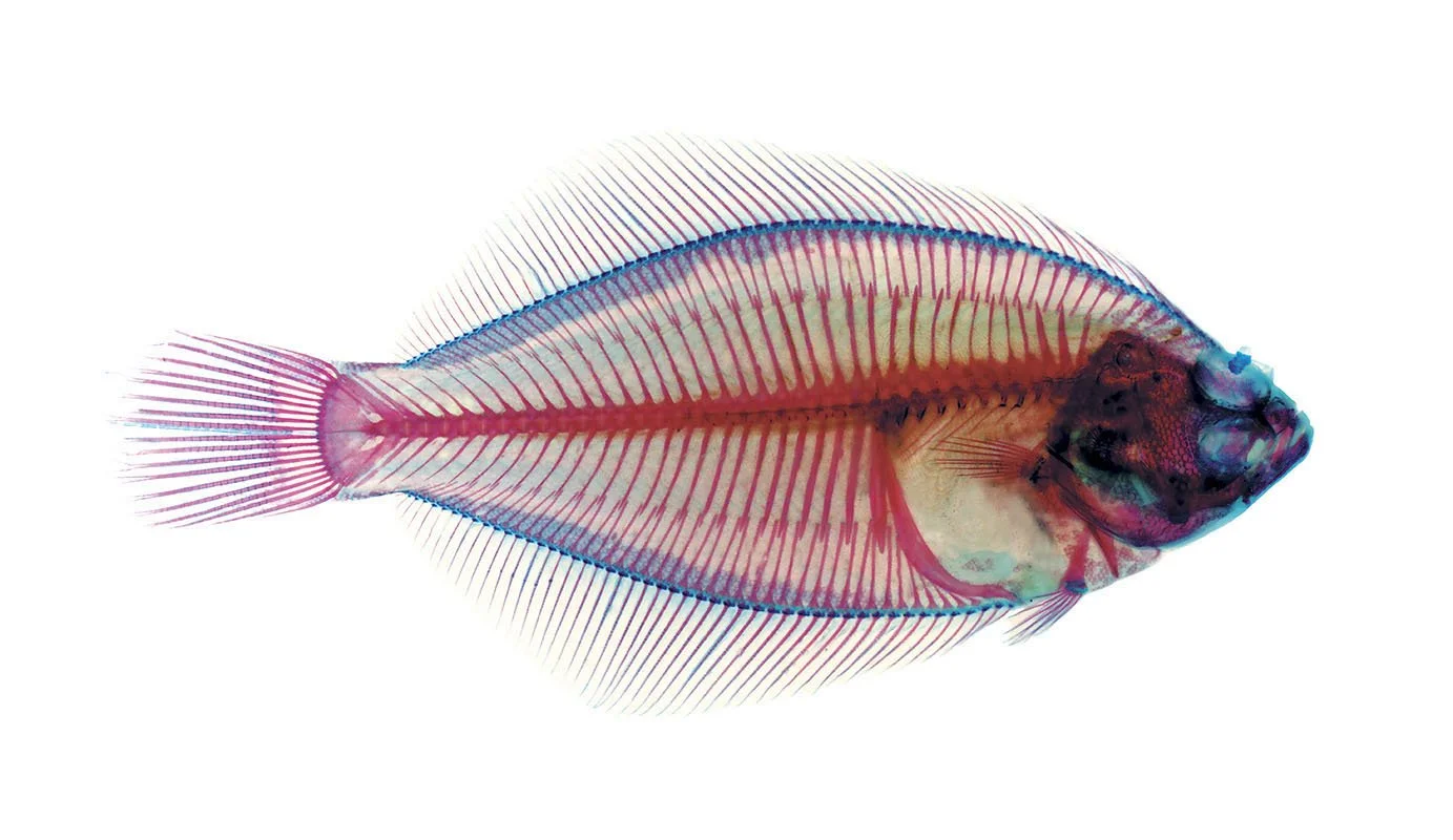 School of Fish - Flounder. 2002-2004. Duratrans transparency, plexiglass.