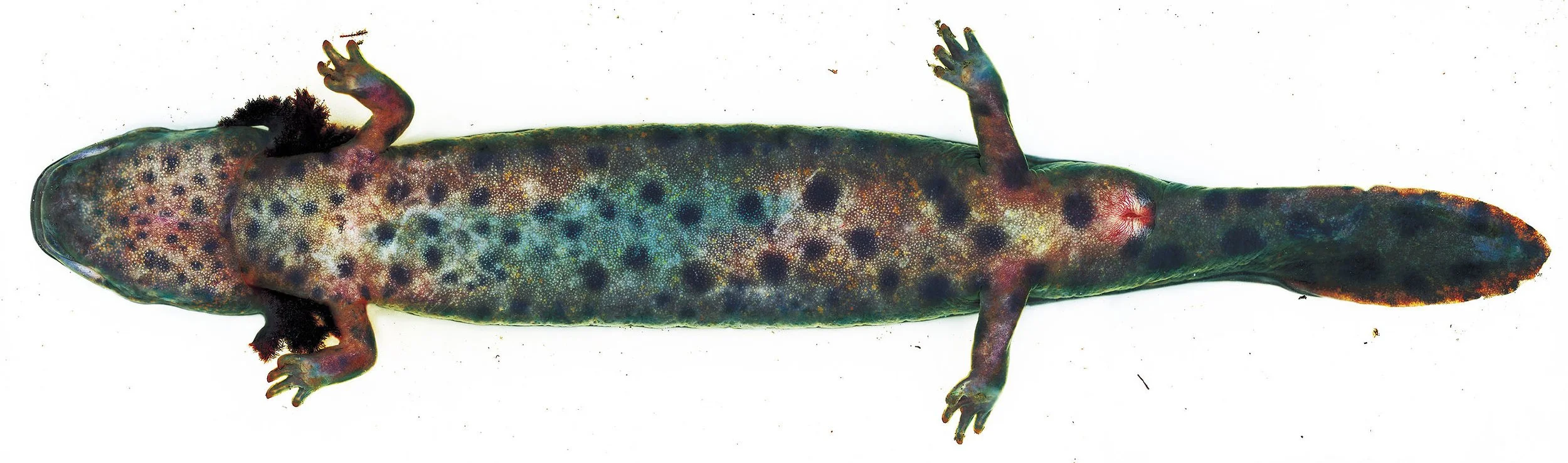 Mudpuppy, Necturus maculosus. 2003. Unique digital C-print mounted on plexiglas. In scientific collaboration with Stanley K. Sessions. 18 x 60 in.