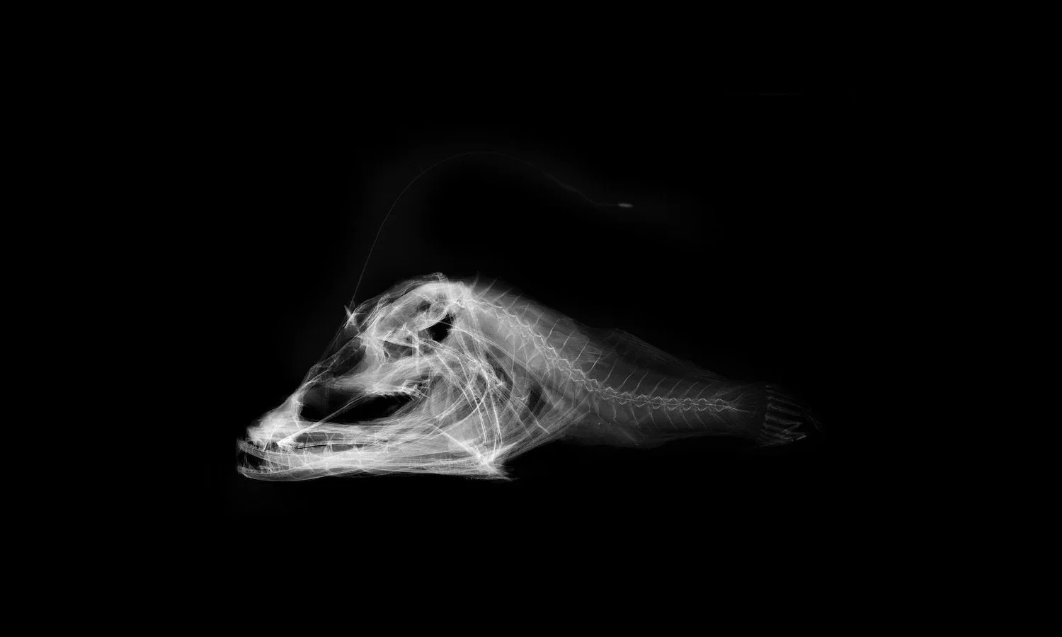 MIA Deepwater Florida Dreamer. Unique Gicleé print of radiograph of United States National Museum of Natural History (NMNH) at the Smithsonian specimen 164359 Oneirodes bradburyi. Species last reported 1954.