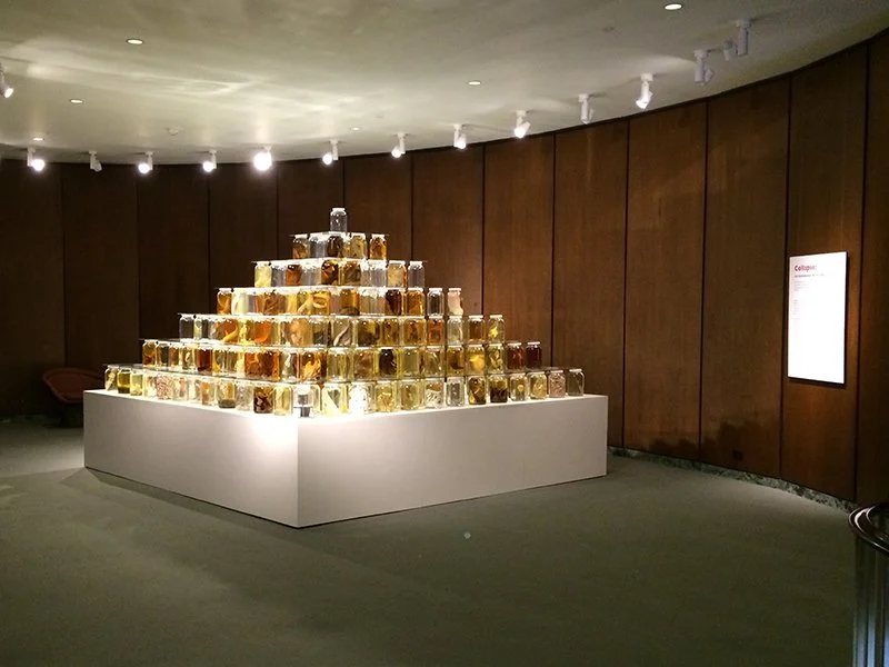 Collapse. Installed at National Academy of Sciences, Washington, DC, 2014. Mixed-media installation including 26,162 preserved specimens representing 370 species. Glass, Preffer and Carosafe preservative solutions. 12 x 15 x 15 feet. In collaboration